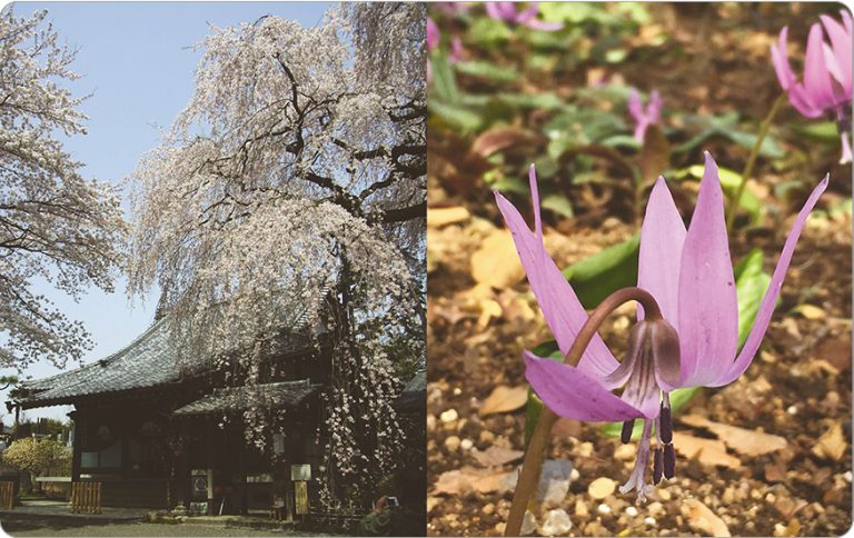 50．金仙寺のしだれ桜とカタクリ