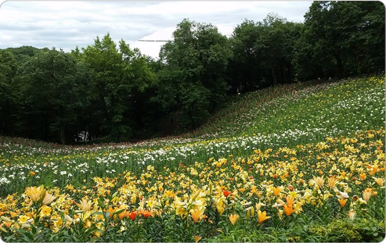 38．ところざわのゆり園（閉園中）
