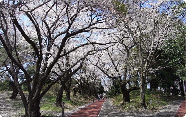 45．所沢航空記念公園の桜