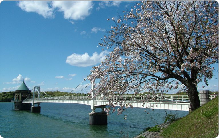 46．狭山湖の桜