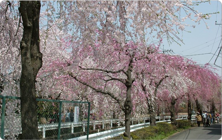 47．砂川堀のしだれ桜
