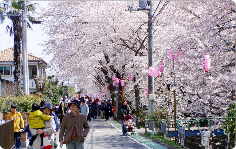 48．東川の桜並木