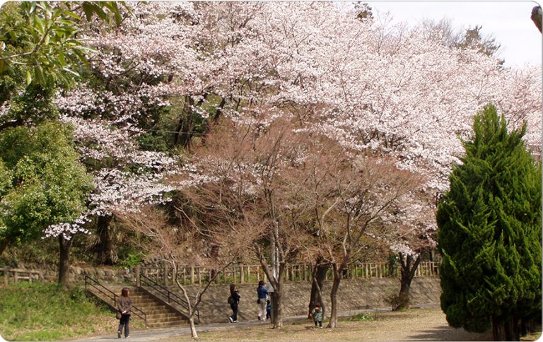 49．滝の城址公園の桜