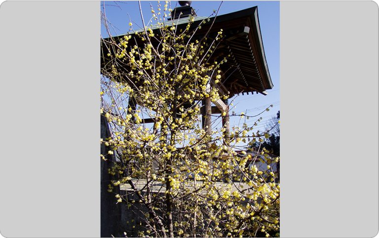 54．全徳寺のロウバイ