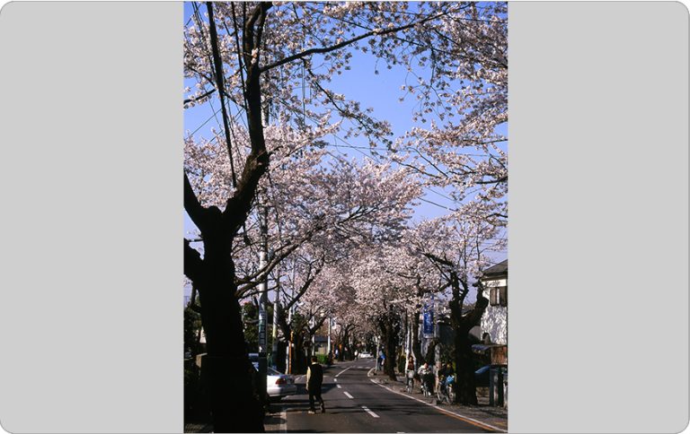 57．さくら通りの桜