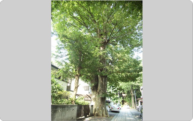 63．所澤神明社の大ケヤキ