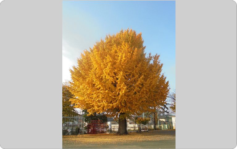69．小手指小学校の大いちょう