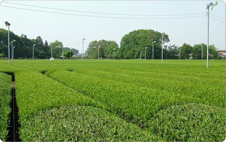 92．狭山茶